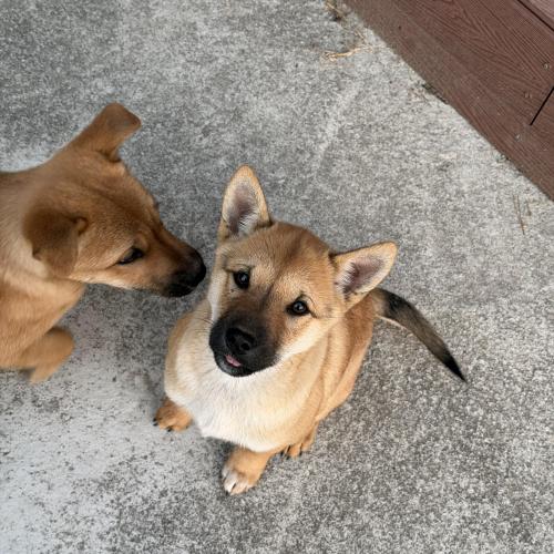 시골강아지 분양합니다