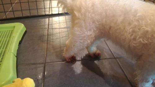 인천 연수4단지 말티즈 여아 보호중입니다