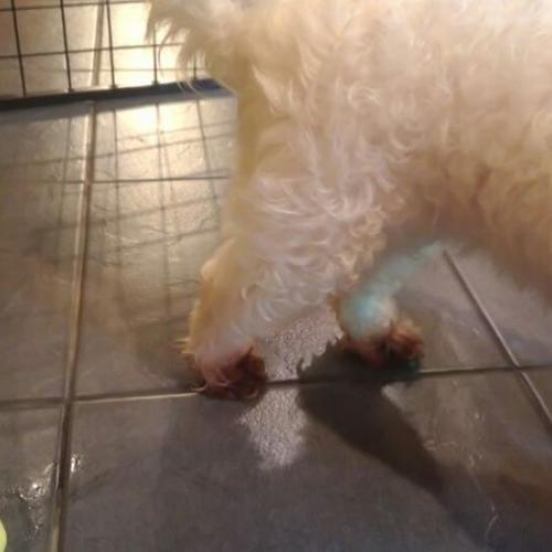 인천 연수4단지 말티즈 여아 보호중입니다