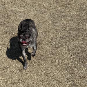 경기도 포천 가산리에서 잃어버린 프렌치불독 찾습니다