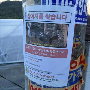 강아지 찾아요 이탈리안 그레이하운드 검정색