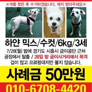 시흥에서 마지막으로 목격된 6kg대 말티믹스 남아 산이를 찾습니다.