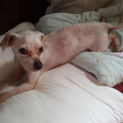 말티믹스남아 사랑으로키워주실분찾아요