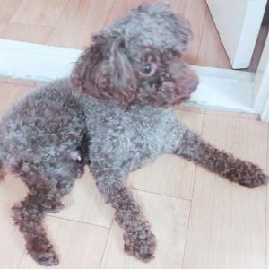 부천 오정동 주인찾아가세요