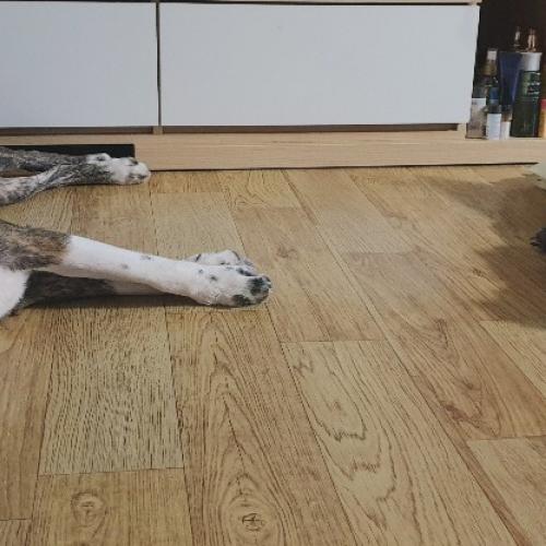 진돗개 호구 혼혈 / 표정부자 순둥이 책임입양 보냅니다.