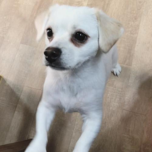강아지를 찾습니다. 강원도 홍천 근방