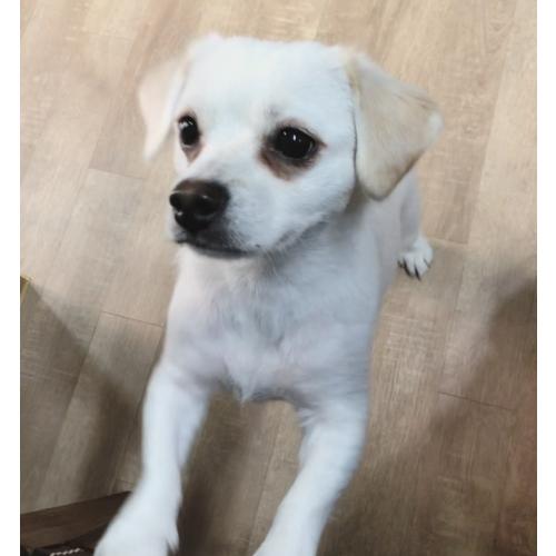 강아지를 찾습니다. 강원도 홍천 근방