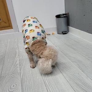강아지 주인 찾습니다