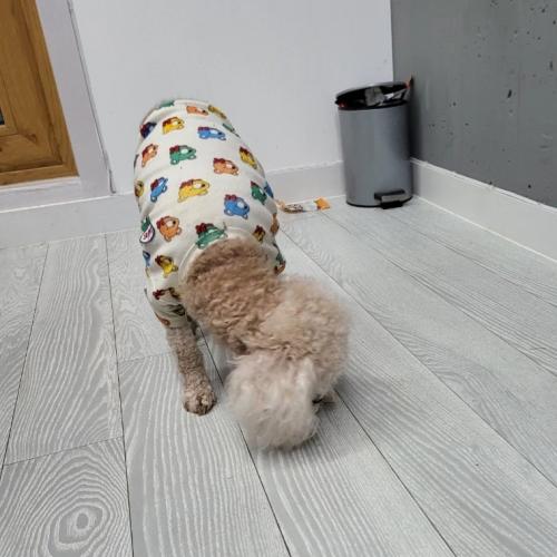 강아지 주인 찾습니다