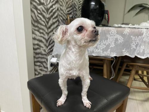 향남 말티즈 주인 찾습니다. (2022.08.21일부터 보호 중)