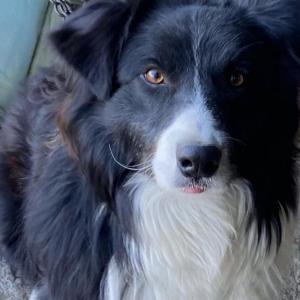 강아지 찾아주세요