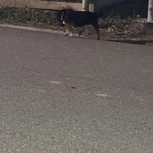 감곡 장호원 보호중