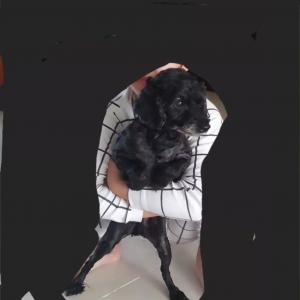 검은색 푸들 찾아요