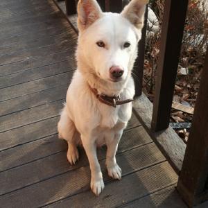 진돗개 암수 찾습니다 (숫:태양/ 암:달)