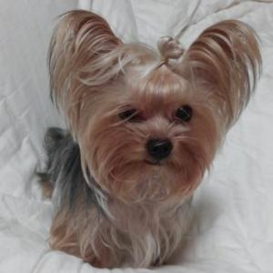 요크셔테리어 강아지를 찾습니다..도와주세요..