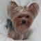 요크셔테리어 강아지를 찾습니다..도와주세요..