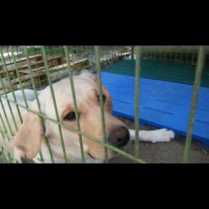 경기 남양주 진건읍 강아지 찾습니다!