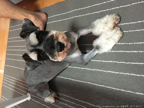 슈나우져/여아 분양합니다