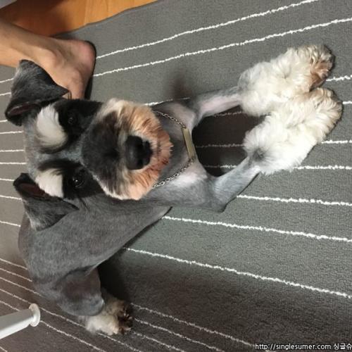 슈나우져/여아 분양합니다