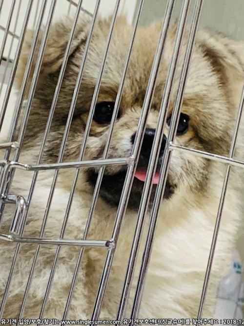 정말 이쁜 강아지 갈때없는강아지 잘키워줄 주인분찾습니다.