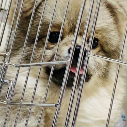 정말 이쁜 강아지 갈때없는강아지 잘키워줄 주인분찾습니다.