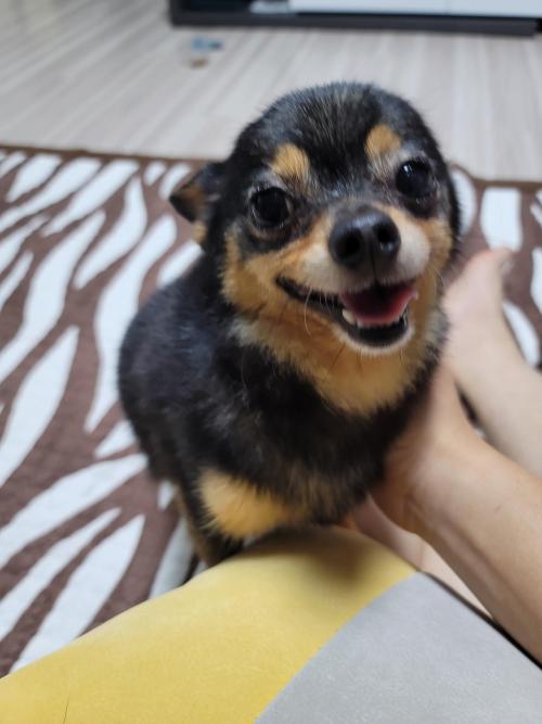 주인을 찾습니다