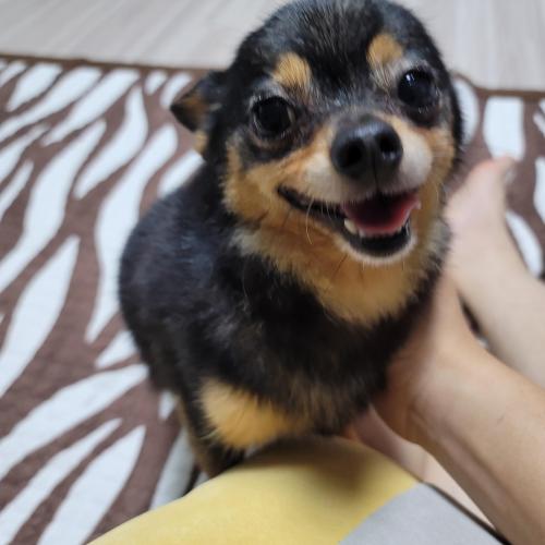 주인을 찾습니다