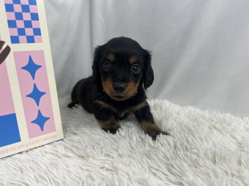건강하고 성격좋은 2개월 닥스훈트분양합니다