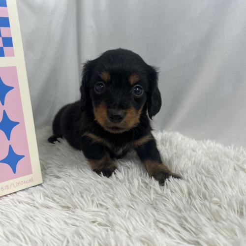 건강하고 성격좋은 2개월 닥스훈트분양합니다