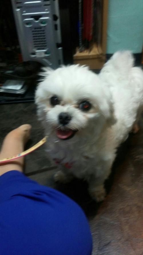 이문동,외대역,회기역 마르티즈 잃어버리신분