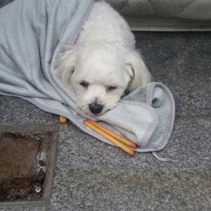 경기도 광명7동 말티즈(남) 애타게 찾습니다.