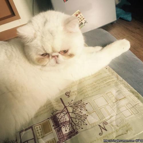 저희집 고양이 페르시안 찡코 입양 하실분 ㅜㅜ