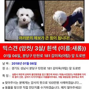 강아지 찾고있습니다 도움이 절실히 필요합니다.