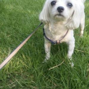 말티즈 12년생 암컷요