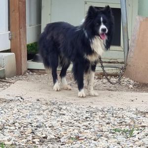 보더콜리 찾아요