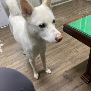 분홍색 하네스 착용/ 남원인월