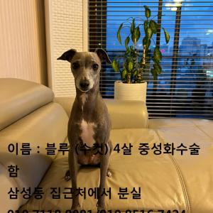 강아지 찾아주세요 이탈리안그레이 하운드 이름은 블루입니다.