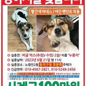 강아지를 찾습니다