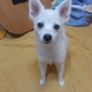 (목포.강아지 찾아요) 스피츠 흰둥이를 찾습니다.