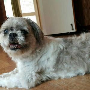 전주 금산사부근 시츄