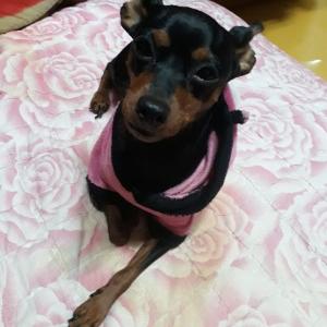 부산  동래 미니핀찾습니다