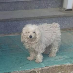 충주 엄정면에서 잃어버린 강아지 찾아요