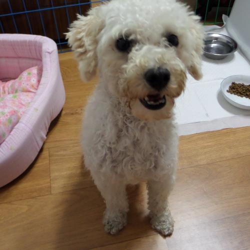 경북의성군 의성읍 종합운동장 푸들