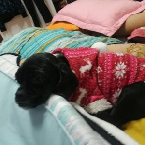 코카스파니엘 찾습니다