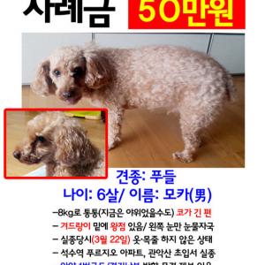 갈색푸들 찾습니다 / 석수 안양 수원 관악 광명 의왕 군포 안산