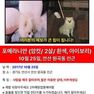 안산  흰색 포메라니안 강아지찾습니다