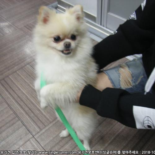 부산시 금정구 포매라니안 주인찾아요