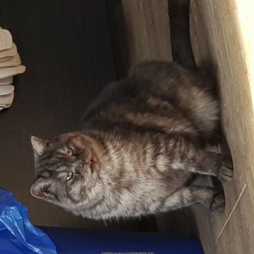 용인곡현로에서없어진우리나비를찾습니다