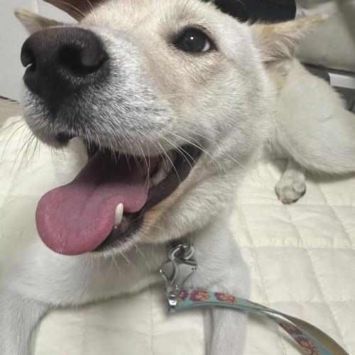 하얀 진도시바믹스 보호중입니다. [용산구]