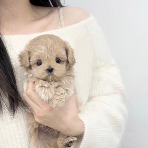 너무 이쁜 2개월령 말티푸 분양 중입니당